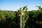 Straw wicker hat hanging on a pole in a vineyard