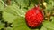 Strawberries. 2 Shots. Close-up. Focus out.