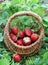 Strawberries in a basket