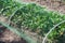 Strawberries bed covered with protective mesh from birds