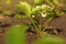 Strawberries blooms on the beds in the garden in spring