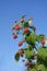 Strawberries at a bush against blue sky