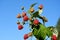 Strawberries at a bush against blue sky