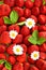 Strawberries with daisy flowers. food background