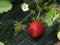 Strawberries development cycle
