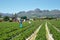 Strawberries field near Somerset West