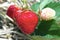 Strawberries field red and white organic fruits natural sugar dessert