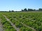 Strawberries field with rows of berry bushes