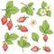 Strawberries flowers and fruits with leaves vector