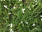 Strawberries flowers with green leaves and grass