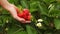 Strawberries flowers and leaves in the field, with blurred woman