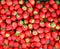 Strawberries (Fragaria) Galore