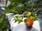 Strawberries fruit growing in greenhouse