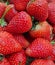 Strawberries fruits, organic plants for healthy drinks menu, berry fruit high antioxidants good for health.