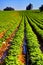 Strawberries furrows in Elyachin, Israel