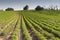 Strawberries furrows in Elyachin, Israel