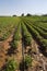 Strawberries furrows in Elyachin, Israel