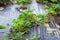 Strawberries with green leaves.