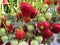 Strawberries in a greenhouse close-up.