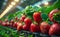 Strawberries in greenhouse. A strawberries growing in a berry farming tunnel