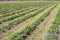 Strawberries grow on the field in rows. Strawberry field on a sunny day