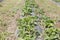 Strawberries grow on the field in rows. Strawberry field on a sunny day