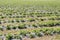 Strawberries grow on the field in rows. Strawberry field on a sunny day