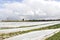 Strawberries grow on the field in rows. Strawberry field on a sunny day. Growing strawberries.