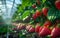 Strawberries growing in greenhouse. A strawberries growing in a berry farming tunnel