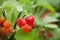 Strawberries growing on a plant