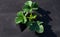 Strawberries grows in the garden in the garden. First spring harvest. Selection focus. Shallow depth of field