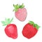 Strawberries. Hand-drawn berries. Real watercolor drawing. Vector illustration.