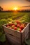 Strawberries harvested in a wooden box in a field with sunset.