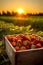 Strawberries harvested in a wooden box in a field with sunset.