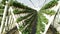 Strawberries in a hydroponic farm