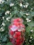 Strawberries in a jar and jasmine