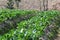 Strawberries leaves garden