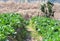 Strawberries leaves garden