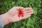 Strawberries lie in the palm of your hand. A green farm worker harvests