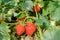 Strawberries. Natural growing in Germany. Close-Up