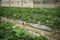 Strawberries in Organic greenhouse plantation farm