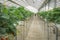 Strawberries in Organic greenhouse plantation strawberry farm