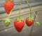 Strawberries Organic greenhouse plantation strawberry farm