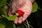 Strawberries picked in hand in a greenhouse