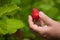 strawberries picked in hand in a greenhouse