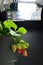 Strawberries plant growing under a growth lamp