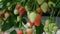 Strawberries plant. Red strawberries on the branches. Eco farm. Selective focus. Strawberry in greenhouse with high