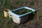 Strawberries planted in the tub