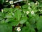 Strawberries plants after rain