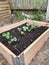 Strawberries and potatoes growing in raised bed